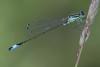 Ischnura elegans